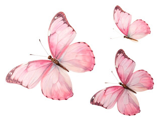 Delicate Pink Butterflies Isolated on Black Background Symbolizing Beauty and Transformation for Creative Design Projects