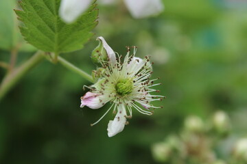 Blackberry flowers in the garden, Beautiful in spring bloom garden. Blackberry bush with white flowers, Blossoming blackberry bush and bee, sunny spring day
