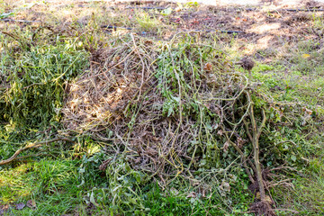 A pile of wilted tomatoes and weeds lies on dry grass after being pulled out of the garden. Garden cleanup