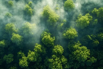 Fog clouds are pulling through the forest on a spring morning in Switzerland in an aerial view