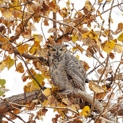 Great horned Owl surrounded by fall leaves looking directly into camera
