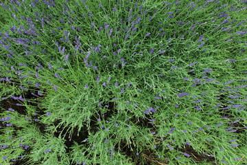 Lavender field in full bloom, a sea of purple blossoms under a clear blue sky. Serene and fragrant nature scene. violet lavender field in Provence, France. Beautiful purple lavender floral background 