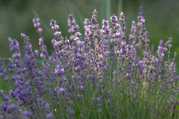 Fototapeta premium Lavender , Lavandula angustifolia, in bloom. This aromatic herb is widely used in medicine, cosmetics, perfumery, coffee and cooking, valued for lavender calming scent and healing properties.