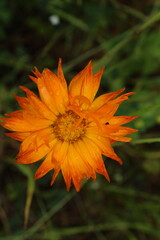 Closeup of the short lived orange and yellow flowers of Calendula or pot marigold. Pot marigold orange background. Beautiful floral background 

