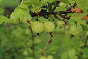gooseberries on a branch