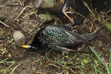 Common starling (Sturnus vulgaris). Dead bird an Environmental disaster. Dead Common starling killed by predator
