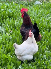 Dúo campestre