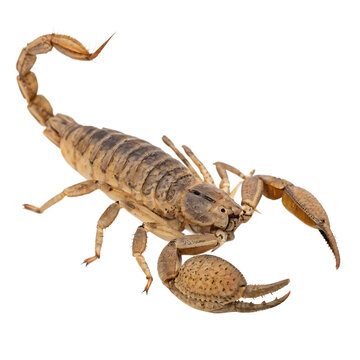 The giant prehistoric sea scorpion Eurypterid predator isolated on a transparent background png