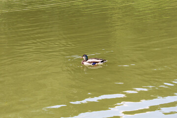 ducks in the lake, duck in the water