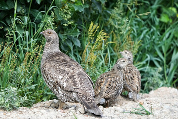 Dusky Grouse Hen with her chicks