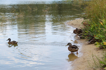 ducks on the river, duck in the water, duck swimming in the lake