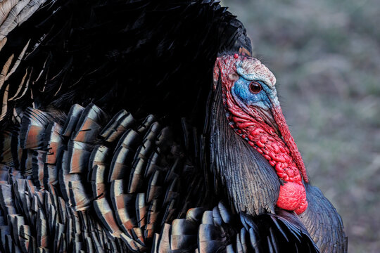 Merriam wild Turkey in breeding / display colors closeup portrait