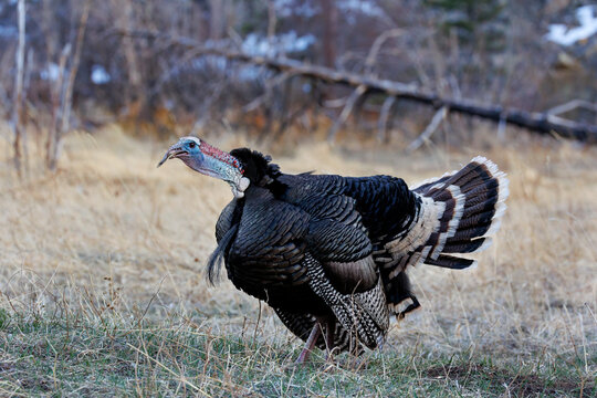 Merriam's wild turkey caught in mid gobble during fall mating season