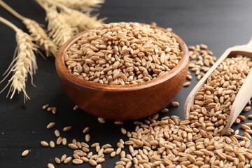 Wheat grains in bowl, scoop and spikelets on black wooden table, closeup
