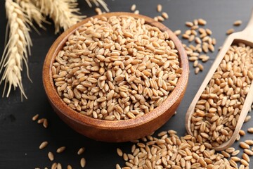 Wheat grains in bowl, scoop and spikelets on black wooden table, closeup