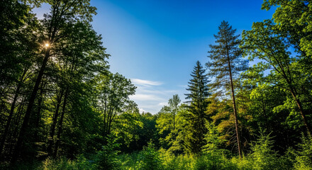 trees and blue sky