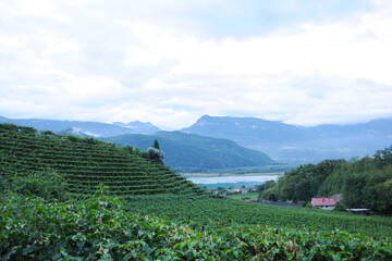 Landschaft, Weinanbau, Südtirol