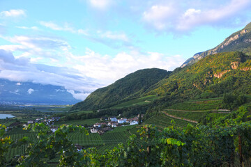 Naklejka premium Landschaft, Weinanbau, Südtirol