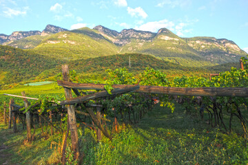Landschaft, Weinanbau, Südtirol