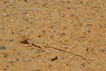 Sand-colored lizard camouflaged in desert environment