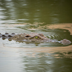 Fototapeta premium crocodile in the water