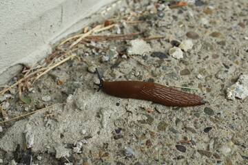 Large red slug on a concrete floor