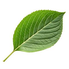 Obraz premium A single fresh green plant leaf isolated on a transparent background png