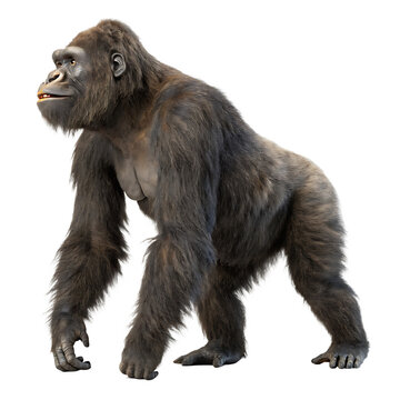 The largest known ape Gigantopithecus a prehistoric primate isolated on a transparent background png