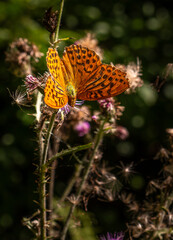Kaisermantel auf Blüte