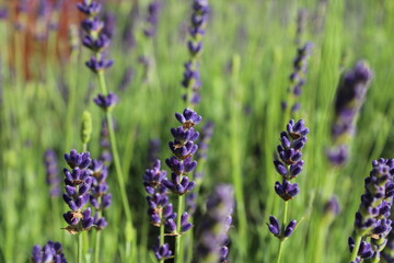 Lavender field in full bloom, a sea of purple blossoms under a clear blue sky. Serene and fragrant...