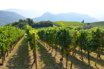 Weinanbau, Südtirol