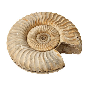A Helicoprion a prehistoric shark-like fish with a spiral jaw isolated on a transparent background png