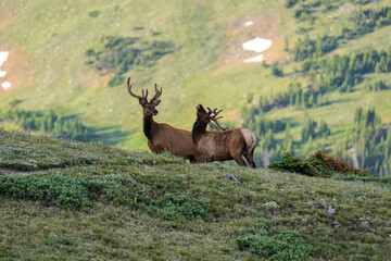 Bull Elk posing in the mountains