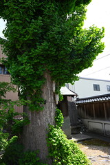 金屋町の街並み（富山県）