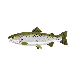 Salmon vector for advertising