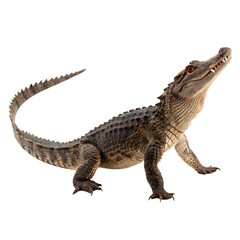 Naklejka premium A Koolasuchus a large prehistoric amphibian from the Cretaceous isolated on a transparent background png