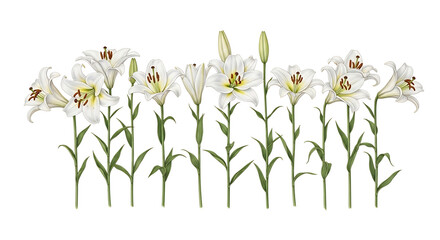 Elegant white lilies in a beautiful row, ideal for wedding invitations, funeral arrangements, Easter greetings, Mother's Day, and serene sympathy cards, isolated on white & transparent background.