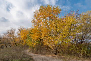 Empty walking path through autumn deciduous forest. Dirt road inside trees with yellow leaf in woodland. Treelined footpath way forward through autumn foliage color. Atmospheric mood of idyllic fall.