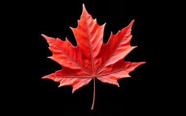 A vibrant red maple leaf with intricate veins, isolated on a black background. Perfect for fall, nature, or Canadian themed designs. High quality
