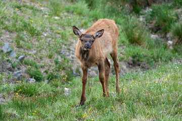 Elk Fawn Posing in a meadow