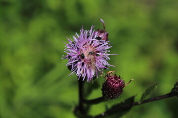 a beautiful pink greater knapweed (Centaurea scabiosa) flower with bugs and insect 
