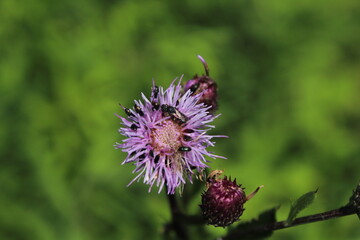 a beautiful pink greater knapweed (Centaurea scabiosa) flower with bugs and insect 
