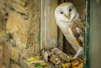 Barn owl, scientific name: Tyto Alba.  Close up of a beautiful barn owl peeping out of a window with rotten woodwork inside a  derelict barn.   Facing front. Horizontal.   Copy space