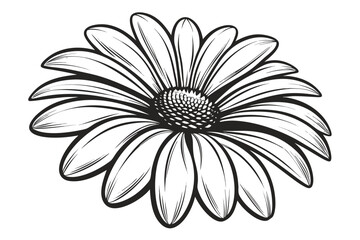 Black and white line art daisy flower with detailed petals and center bloom blossom