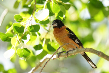 Black-headed Grosbeak in the shade