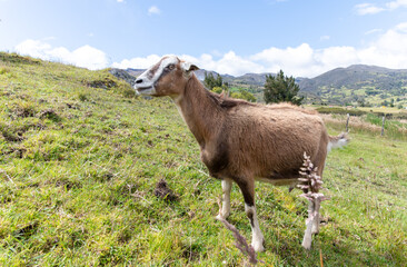 Obraz premium Ganado, cabras de monte, paisajes del paramo Colombiano ubicado en Aquitania, Boyacá, cercano al lago de Tota.