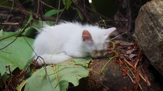 A white kitten sleeps peacefully on a rock outdoors while many ants move nearby. The calm kitten remains undisturbed.