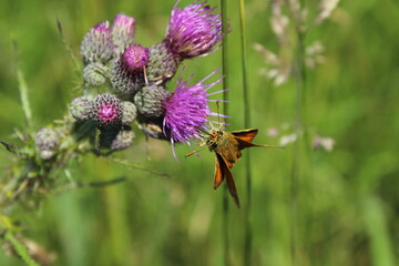 Large Skipper Butterfly (Ochlodes venatus) feeding on a flower in the summer sunshine. Large Skipper - Ochlodes sylvanus, tiny orange butterfly from European meadows and grasslands, Czech Republic. 
