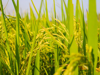 Paddy field in southeast asia 