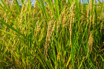 Paddy field in the morning